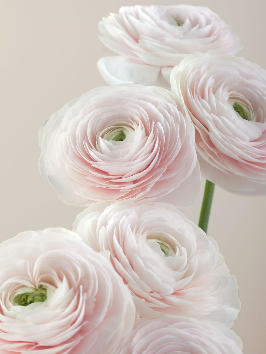 Detail of white toned ranunculus by Floraprima