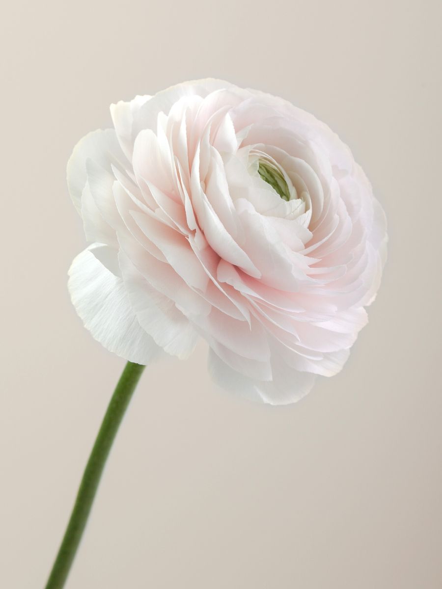 Perfectly shaped Cloni Success Hanoi ranunculus