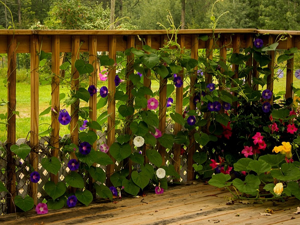 Creative Deck Planting Ideas.