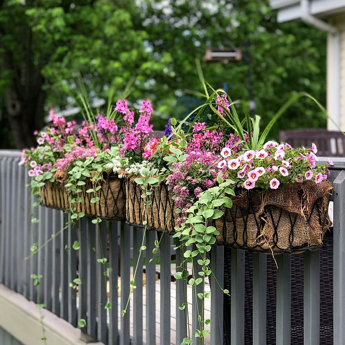 Creative Deck Planting Ideas.