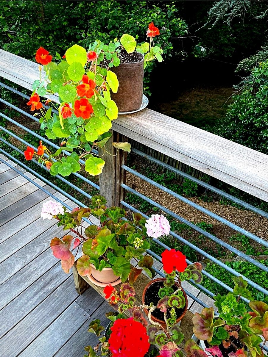 Creative Deck Planting Ideas.