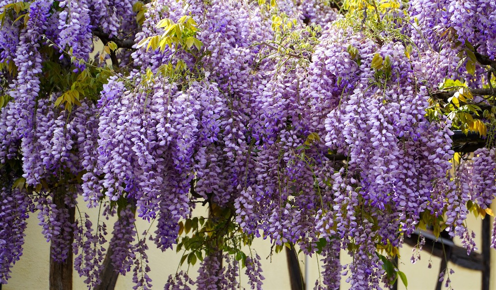 15 Flowering Vines to Add to Your Garden Wisteria