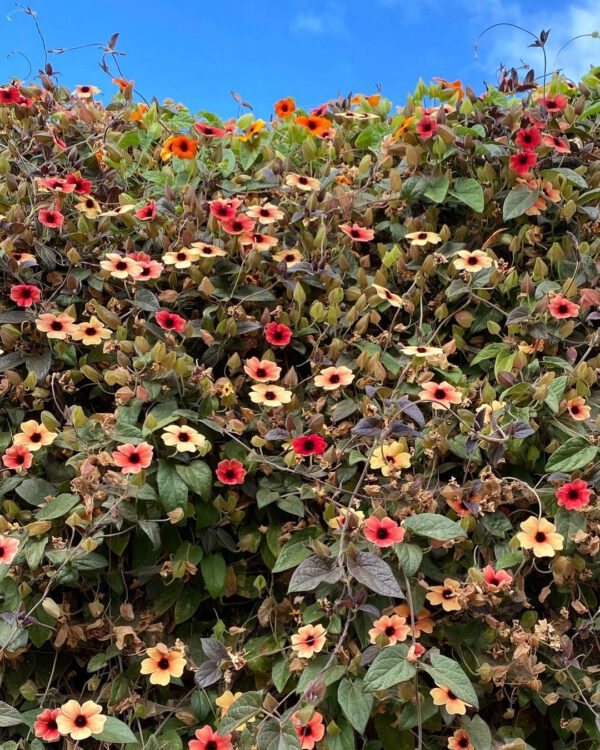 15 Flowering Vines to Add to Your Garden Black Eyed Susan Vine