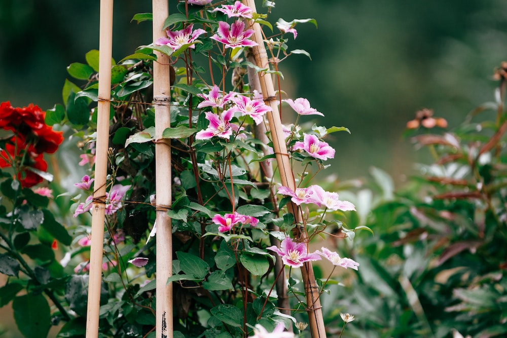 15 Flowering Vines to Add to Your Garden Clematis