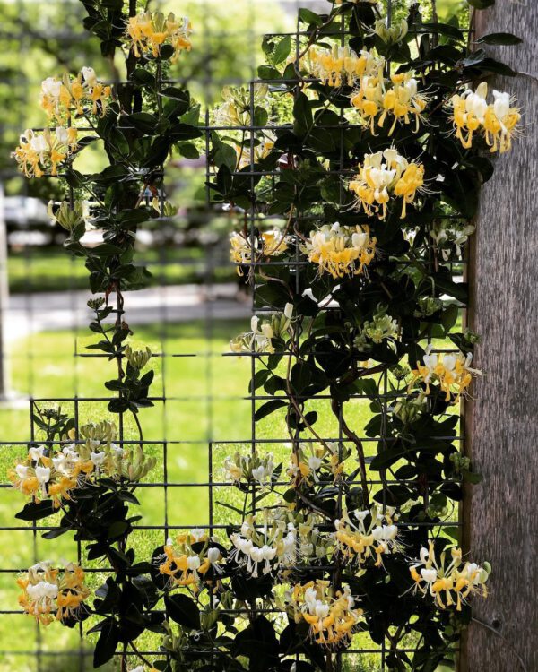 15 Flowering Vines to Add to Your Garden Honeysuckle vine