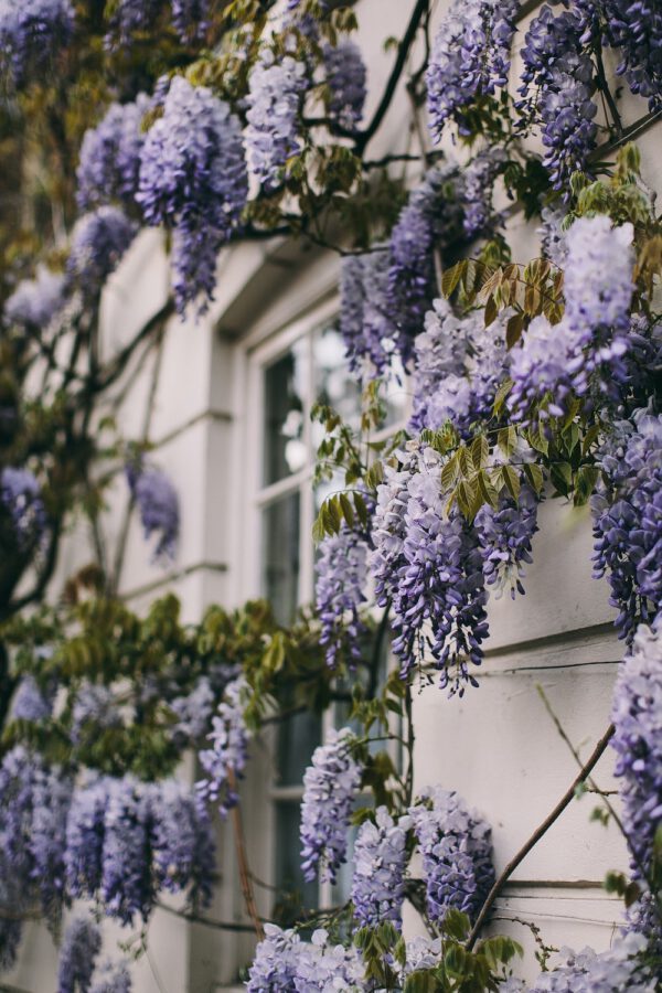 15 Flowering Vines to Add to Your Garden Wisteria