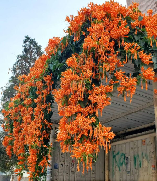 15 Flowering Vines to Add to Your Garden Firecracker Vine