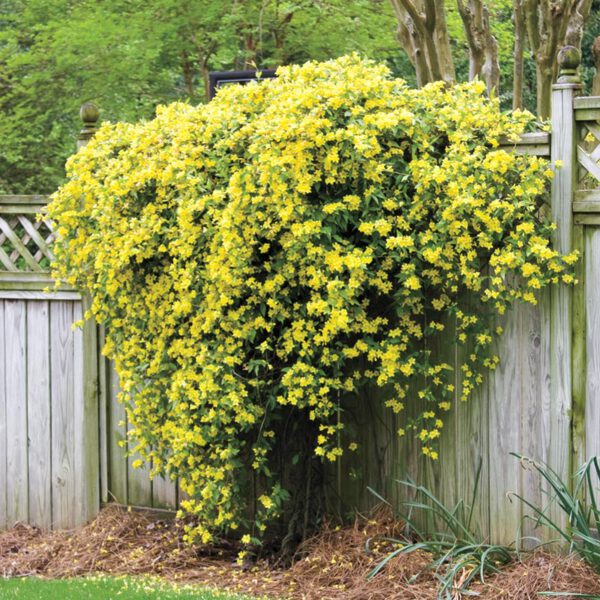 15 Flowering Vines to Add to Your Garden Caroline Jessamine