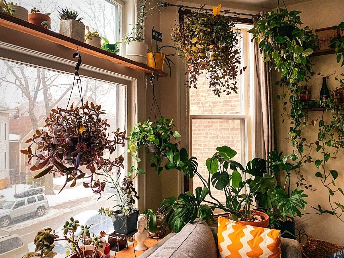 Cascading Plants That Can Transform Your Home