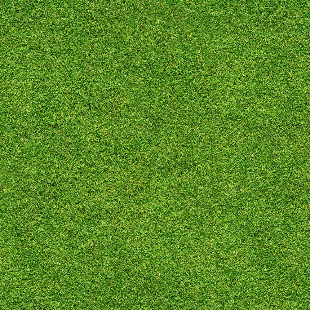Bermuda grass in lawn