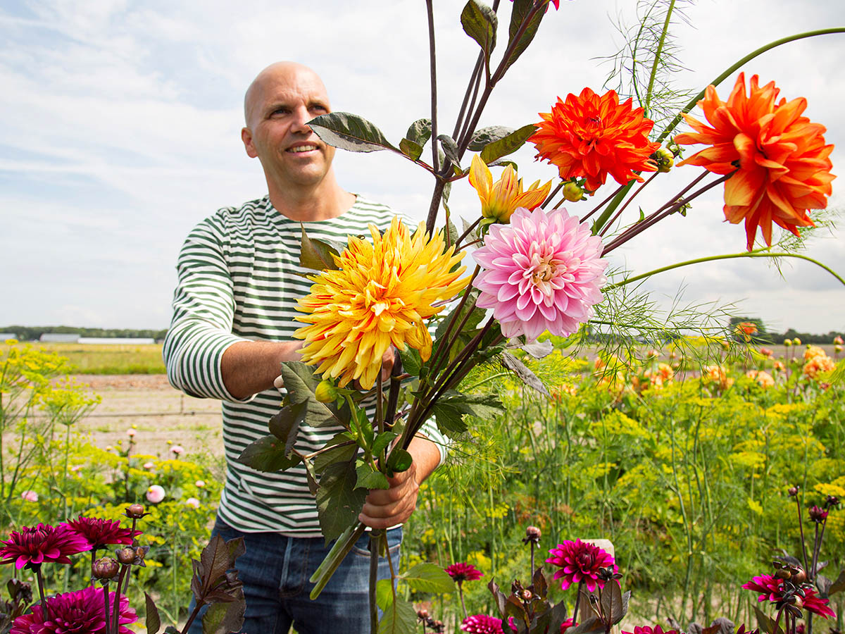 Anton van Duijn Dahlia field