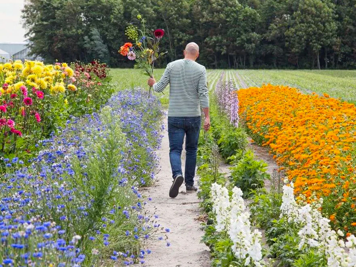 Anton van Duijn summer flower field