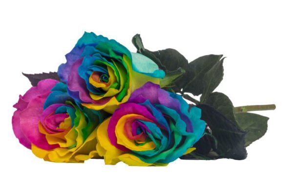 Tinted Rainbow Roses for Pride - prestige rose collection - rainbow roses - naranjo roses article on thursd