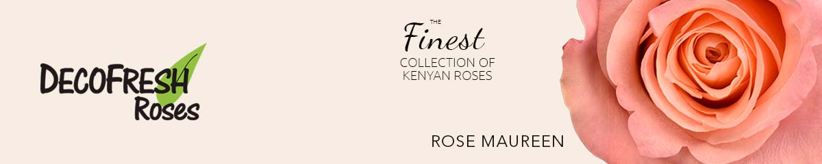 Decofresh rose Maureen