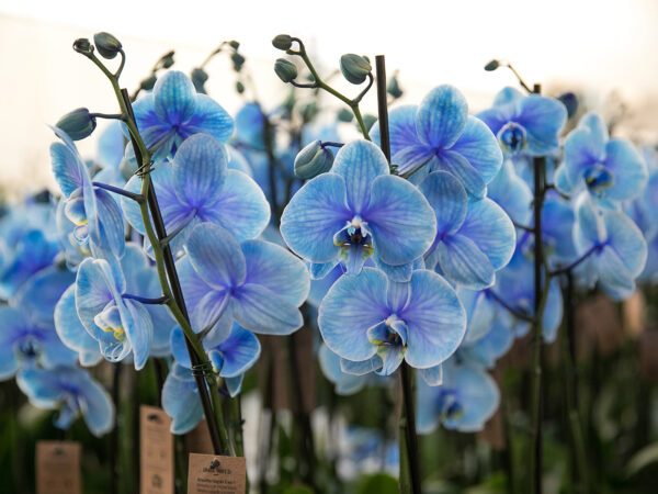 The Adventures of Phalaenopsis Grower Sítio Kolibri - blue phalaenopsis
