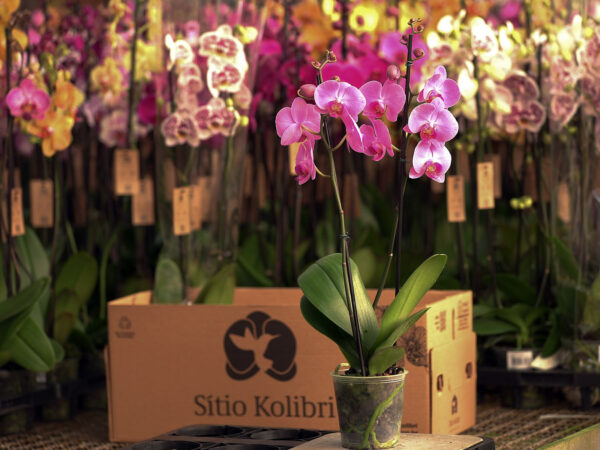 The Adventures of Phalaenopsis Grower Sítio Kolibri - box