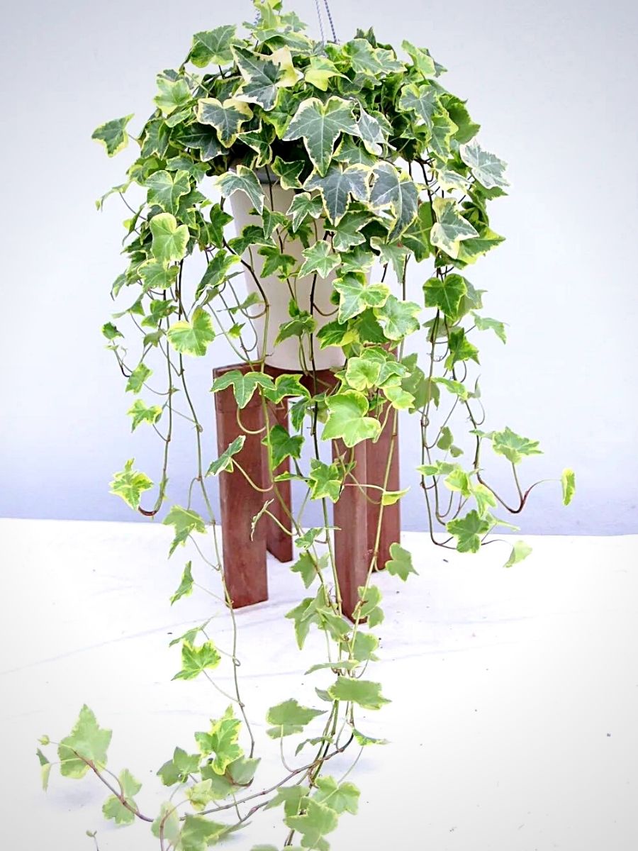 Incorporate trailing nature in your home with cascading plants