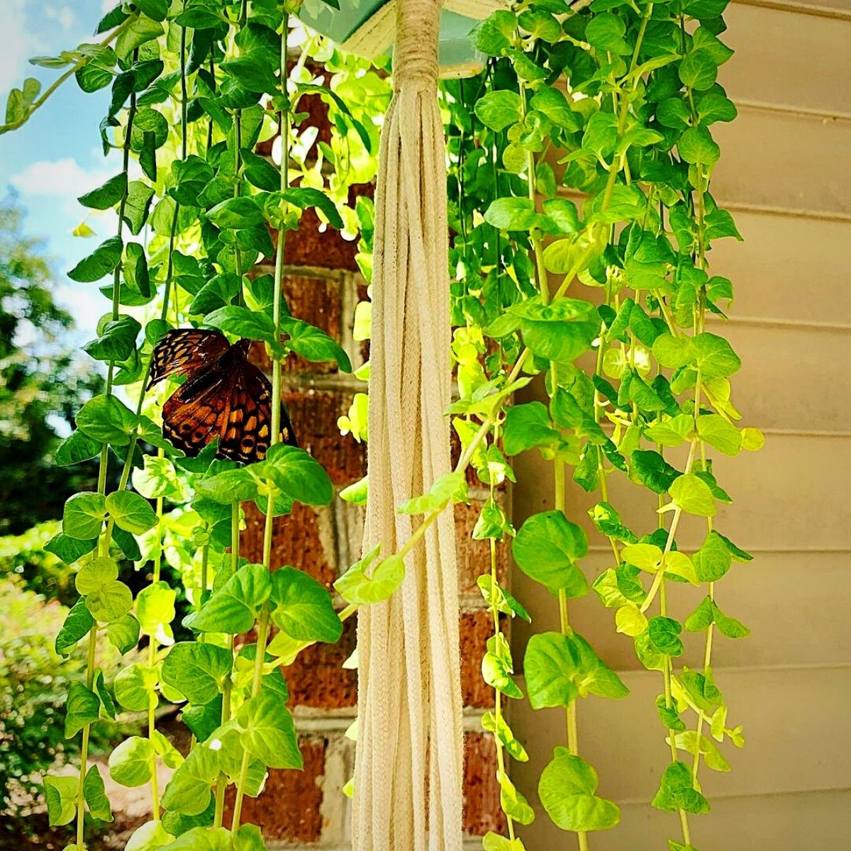 Artificial Trailing Spanish Moss Plant From Evergreen