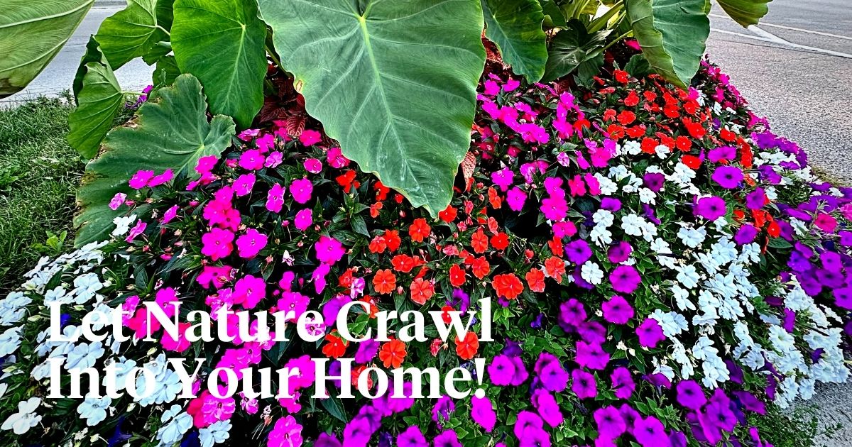 Let nature crawl into your home with these cascading plants.