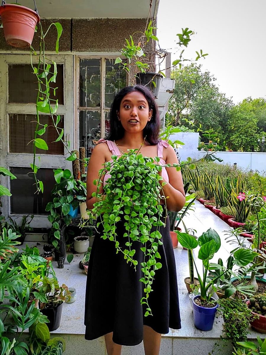 String of Pearls Window Hangings Plant Stained Glass,fake Senecio  Rowleyanus,trailing Succulent Wall Window Plant Decor 