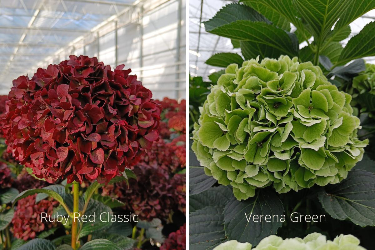 Ruby Red Classic and Verena Green Hydrangea 