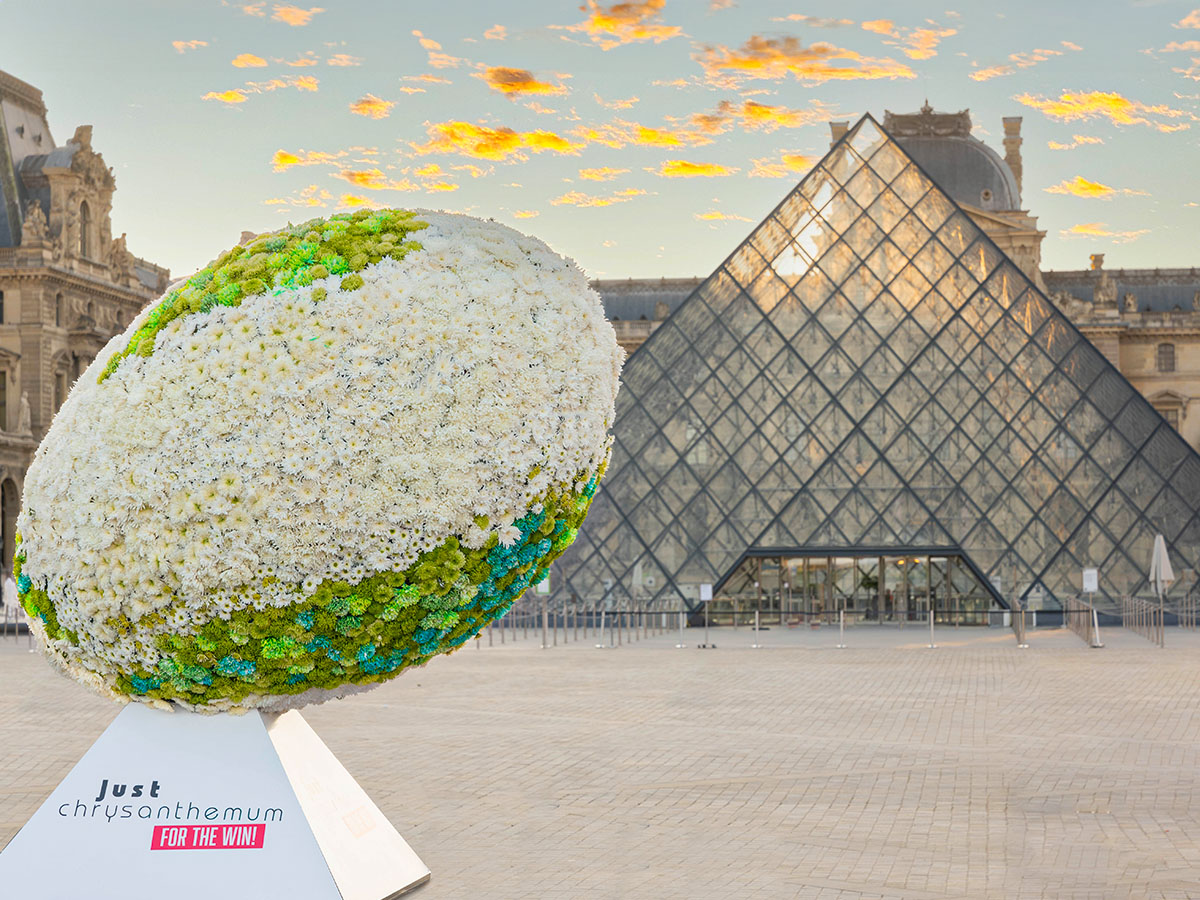 Chrysanthemum Rugby Ball Louvre Pyramide
