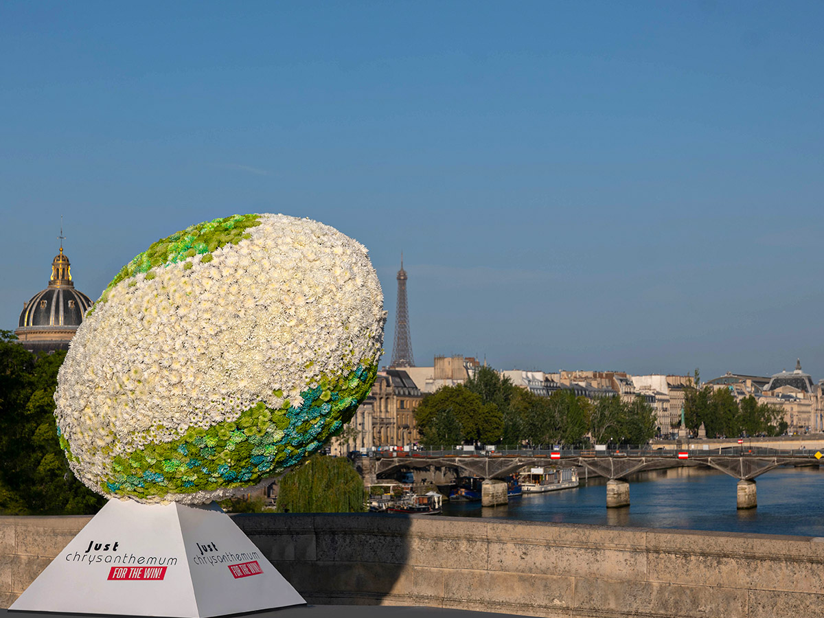 Chrysanthemum Rugby Ball Seine