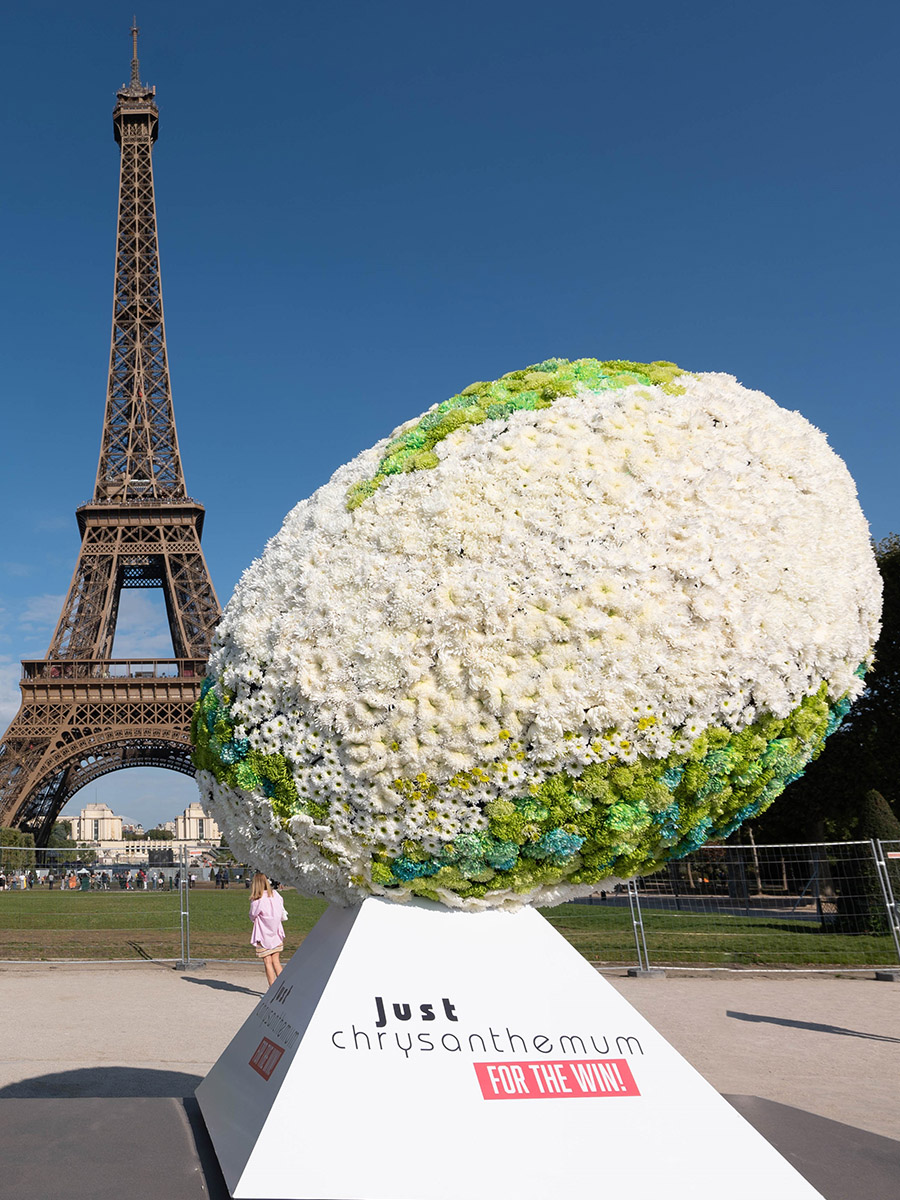 Chrysanthemum Rugby Ball Eiffel Tower