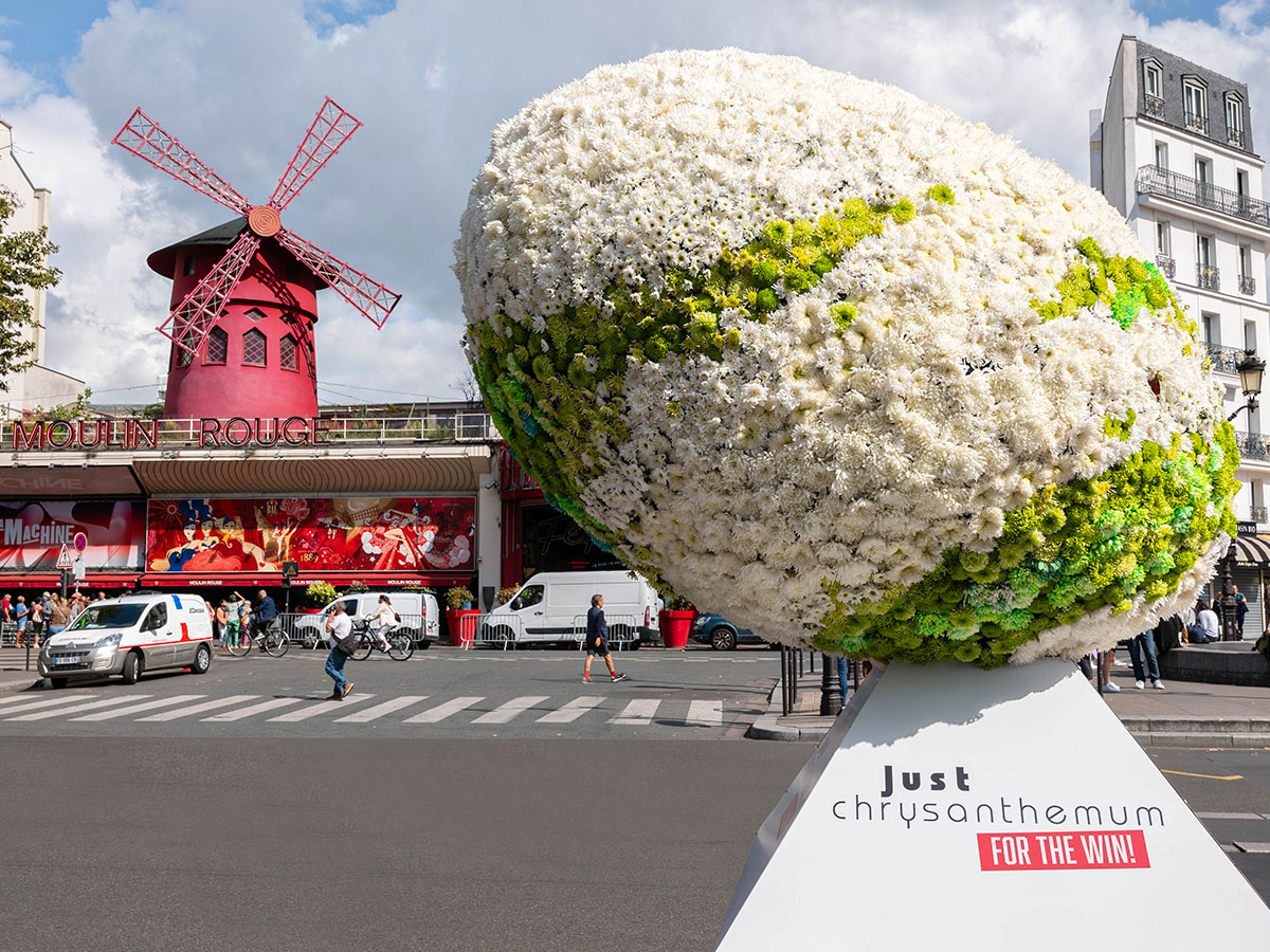 Chrysanthemum Rugby Ball Moulin Rouge