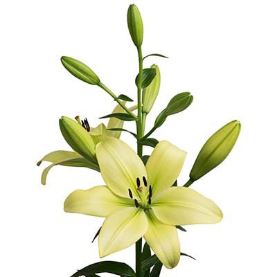 Lily Trebbiano | Product on Thursd.com