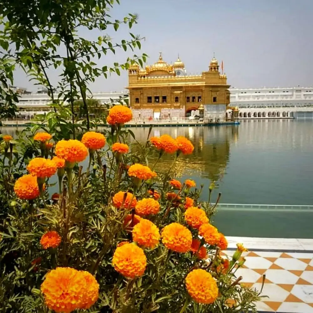 Flowers of the Guru Granth Sahib in Sikhism