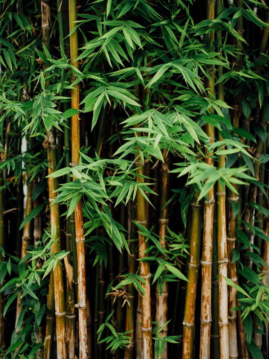 Closeup of bamboo plants