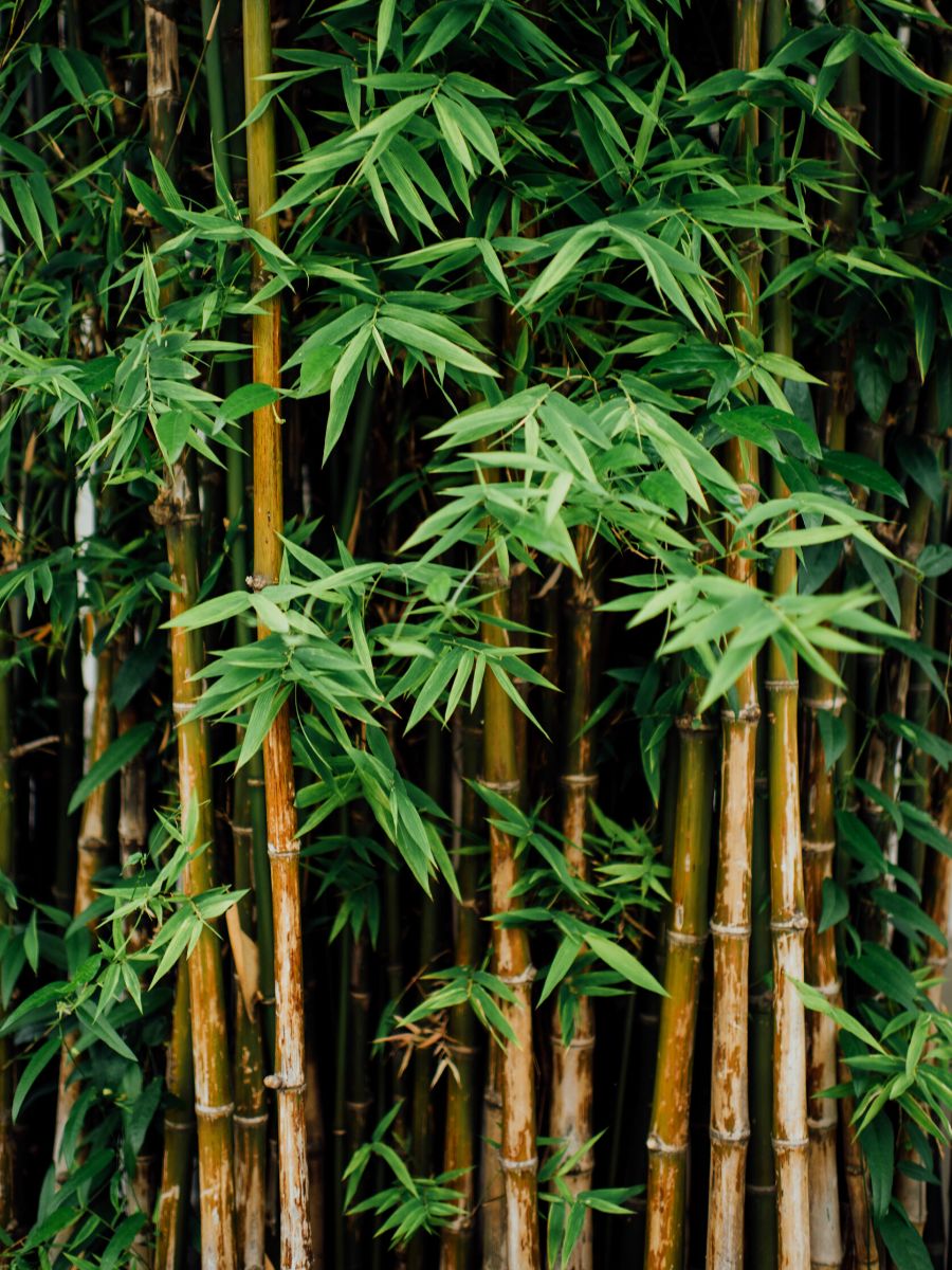 Bamboo Geek: More on growing bamboo in containers