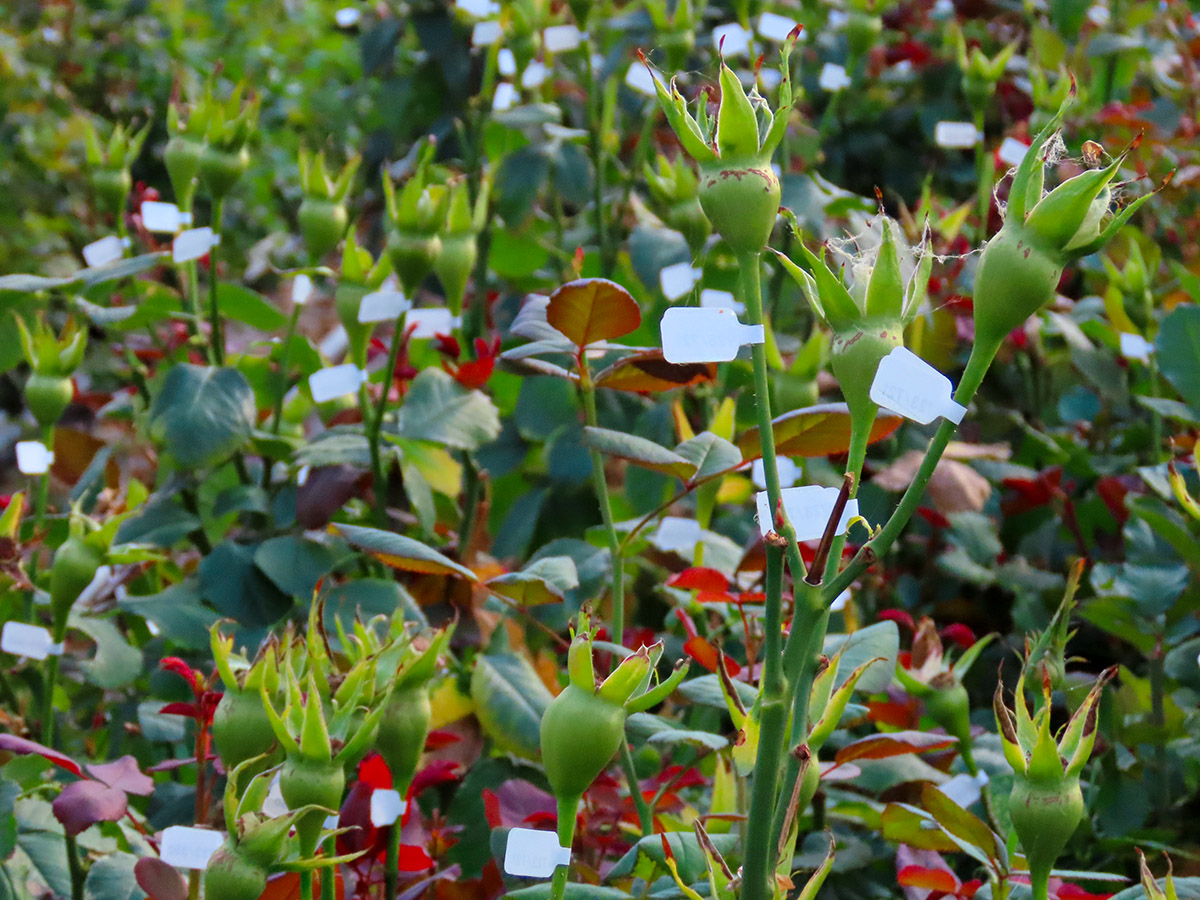 Jan Spek Rozen greenhouse Testing