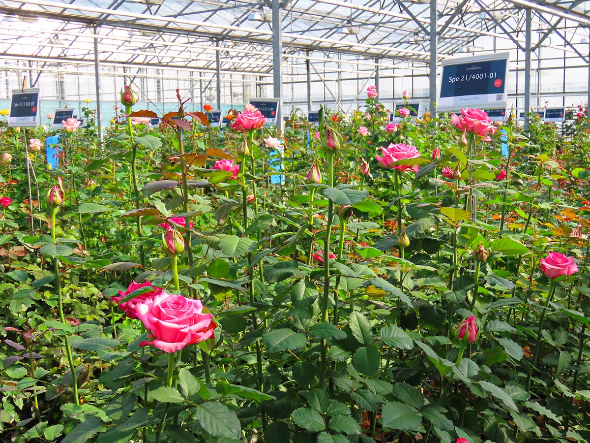 Jan Spek Rozen greenhouse