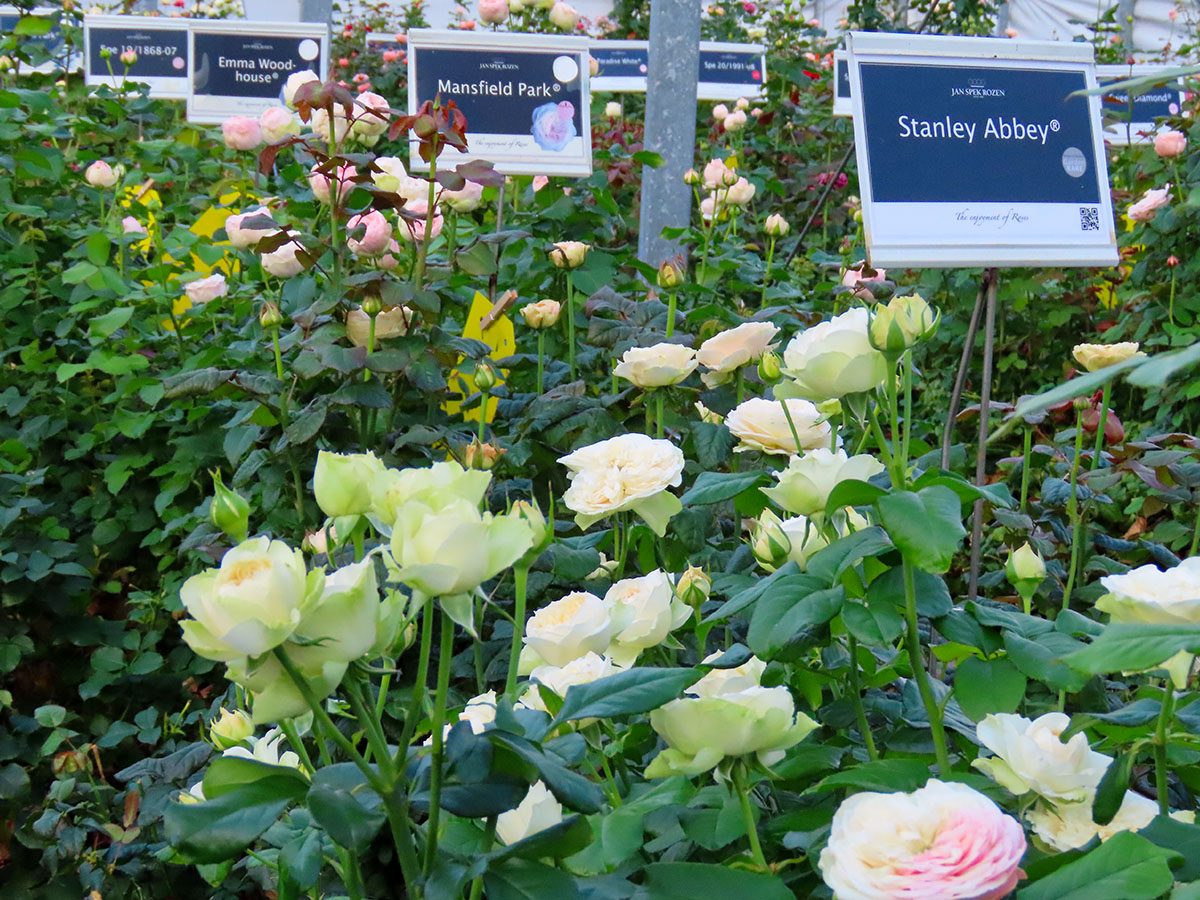 Jan Spek Rozen greenhouse Rose Stanley Abbey