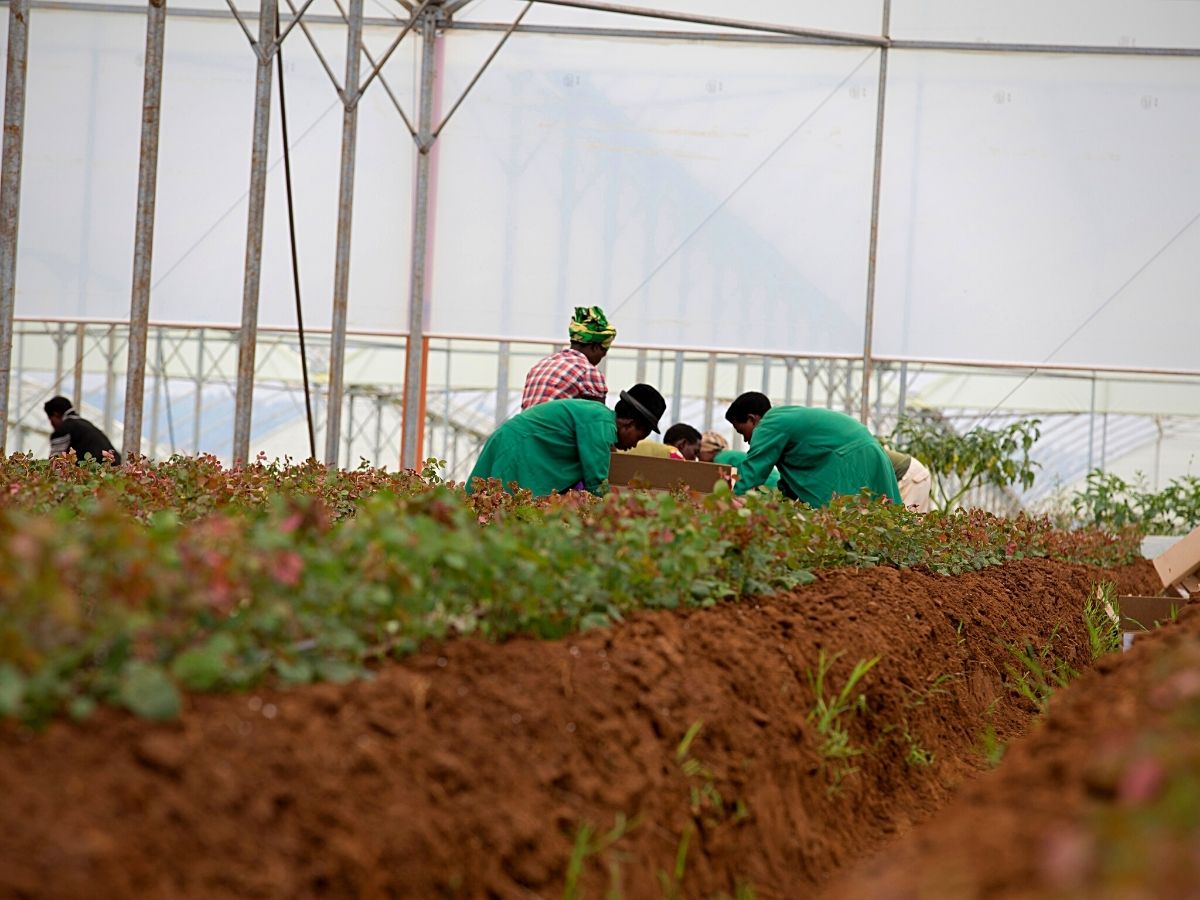 Rwanda's Nascent Flower Industry