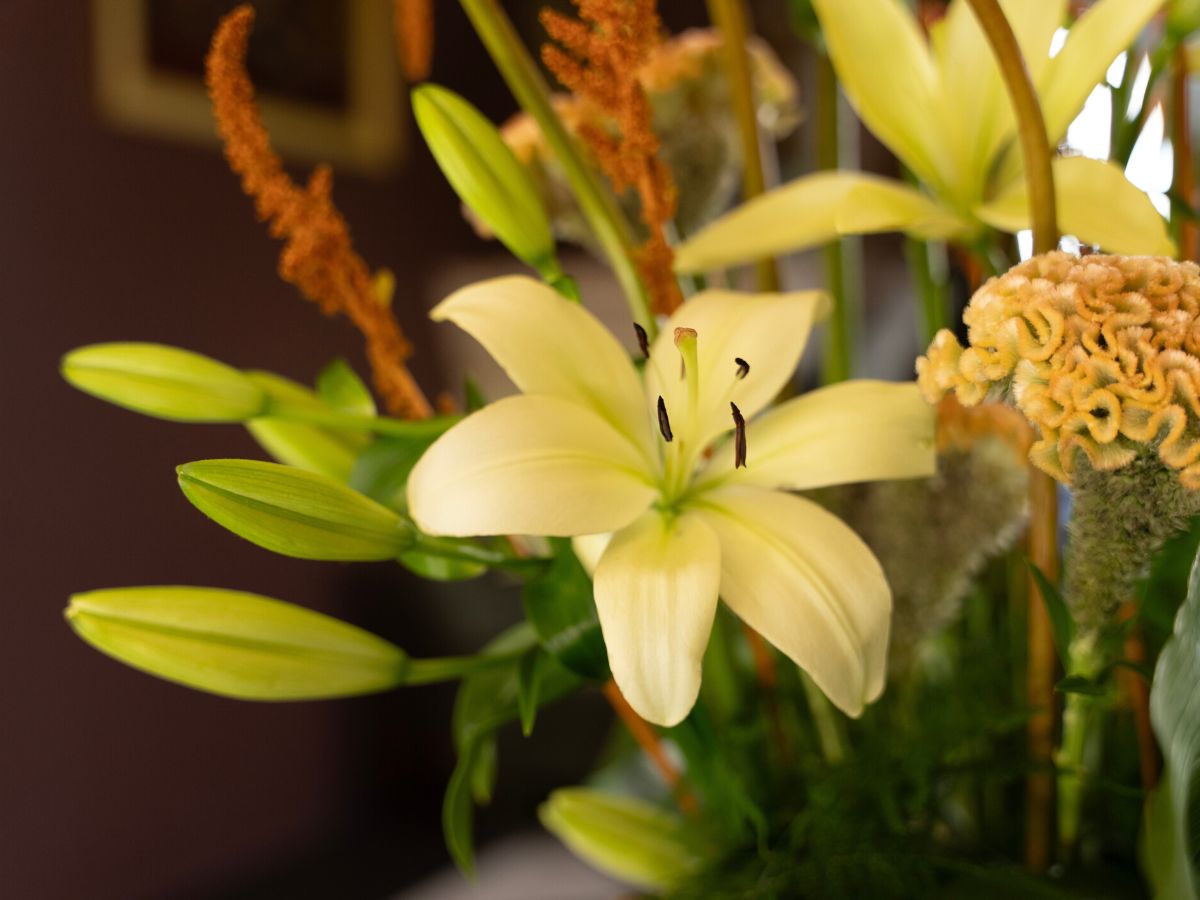 Closeup of the beautiful lily flower