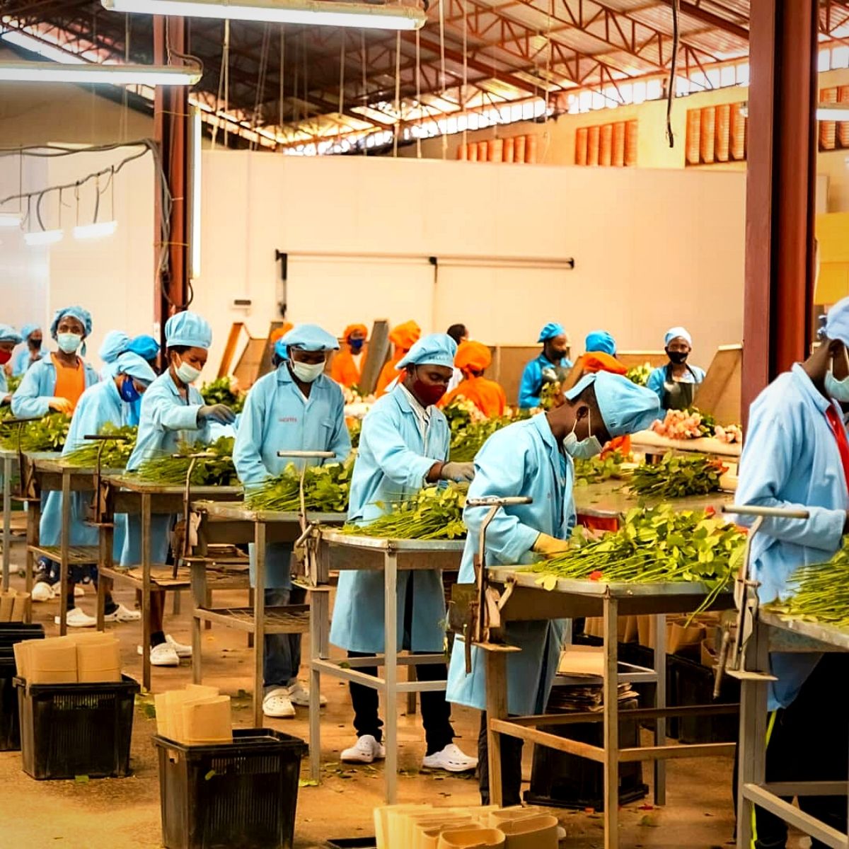 Rwanda's Nascent Flower Industry