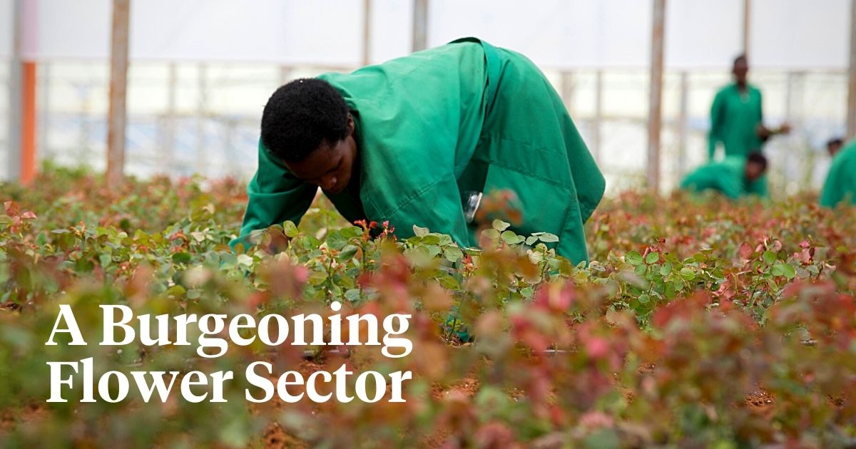 The Opportunities in Rwanda's Nascent Flower Industry
