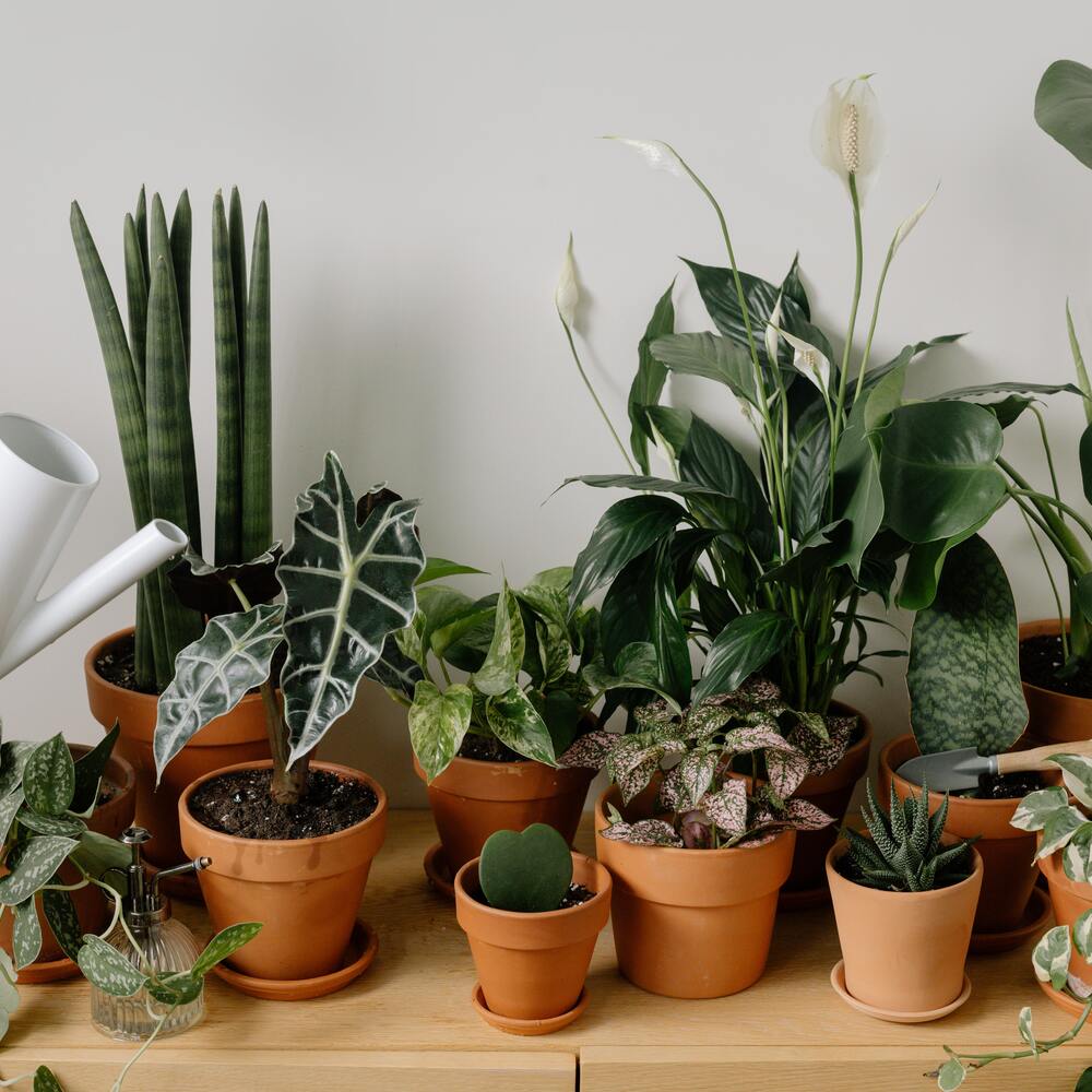 Indoor plants in home