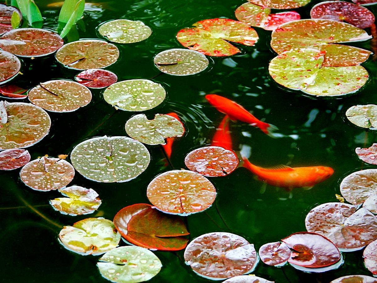 ​Aquatic Plants Perfect for​ Small Outdoor Water Features