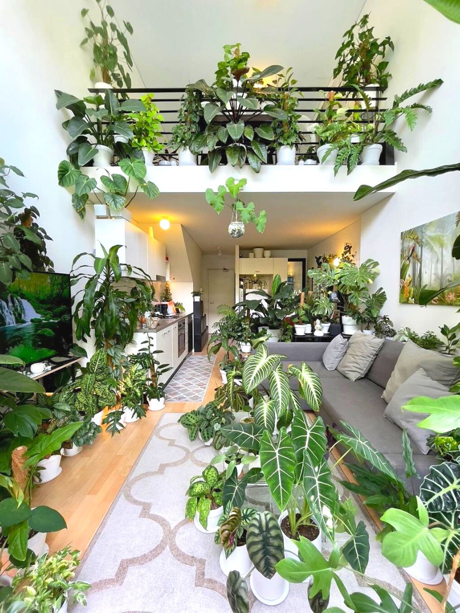 House full of indoor plants