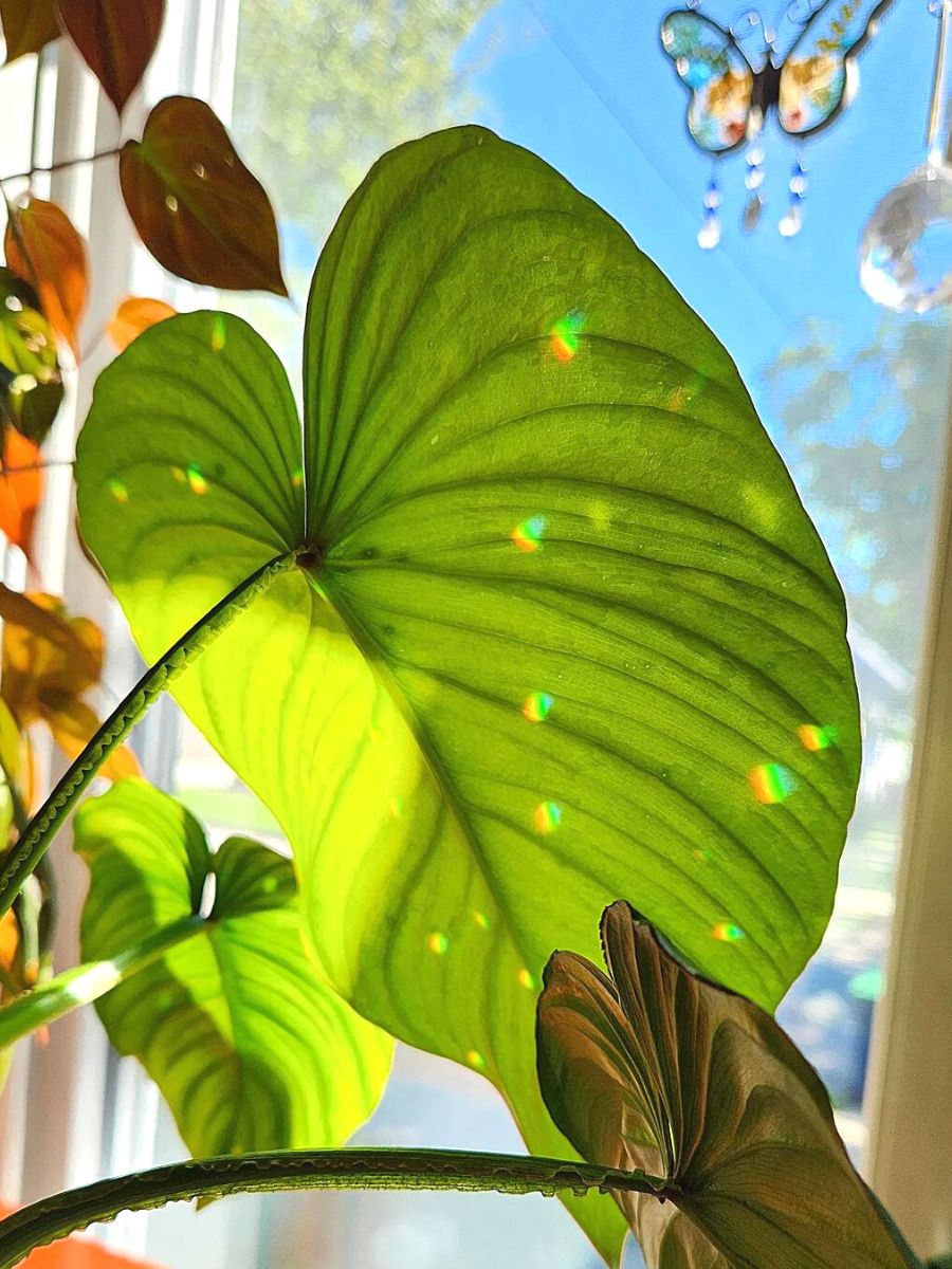 The beauty of plant leaves