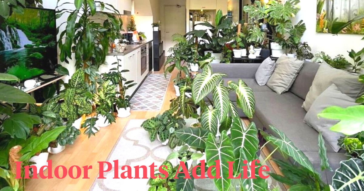 Indoor plants in a living room