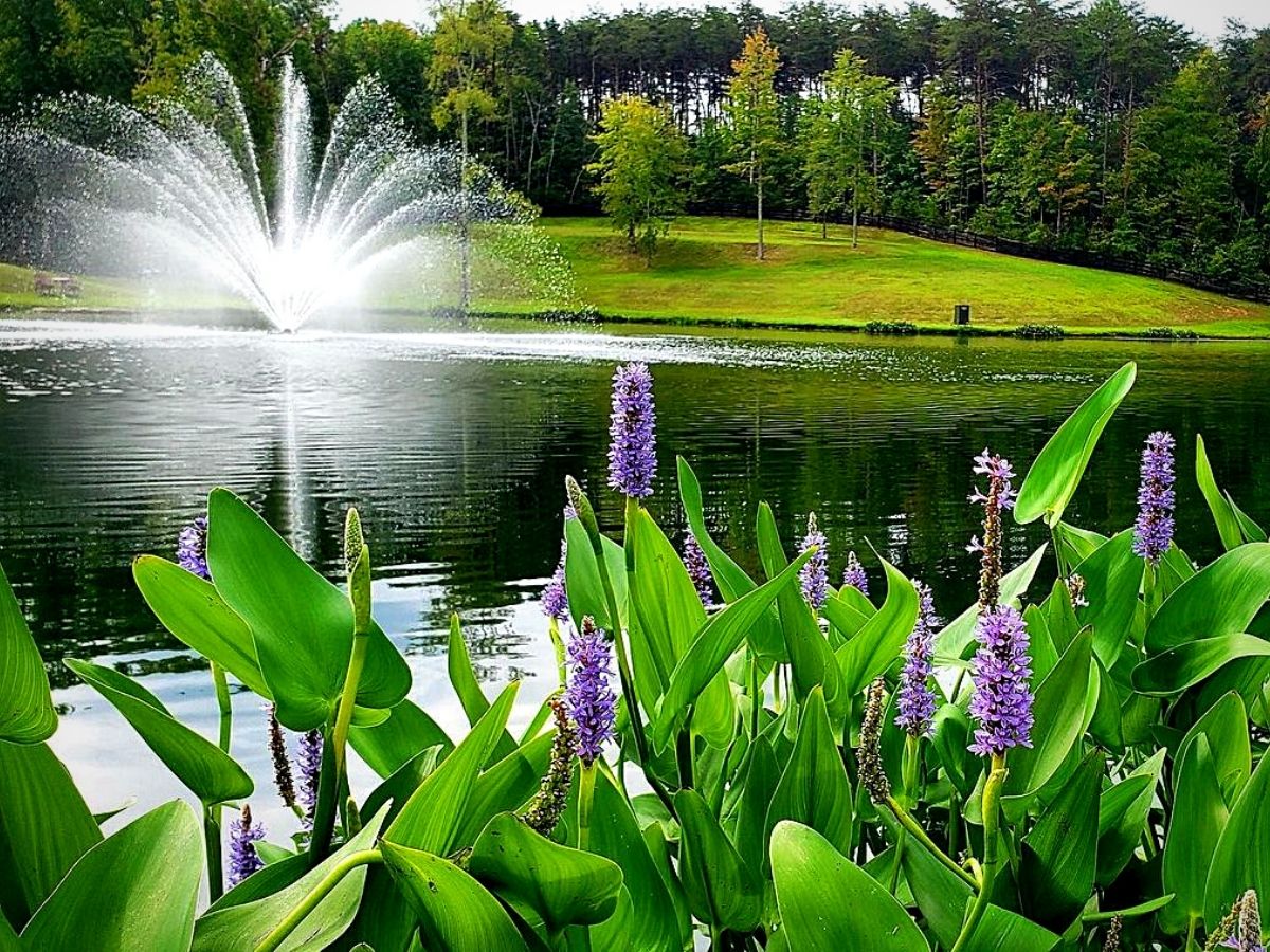 Aquatic Plants Perfect for Small Outdoor Water Features