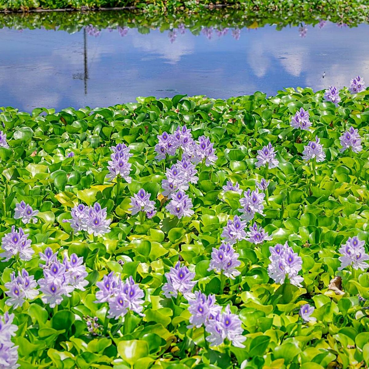 Aquatic Plants Perfect for Small Outdoor Water Features