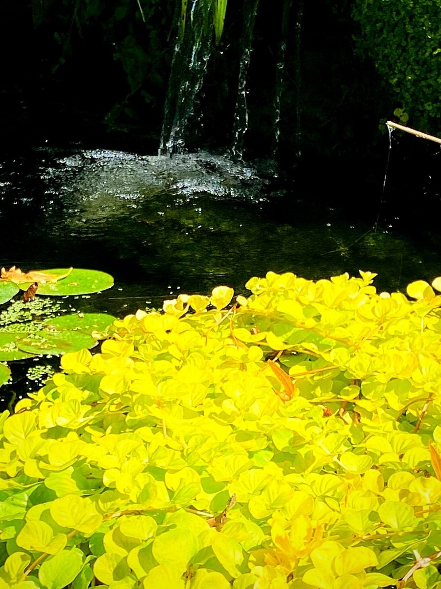 Aquatic Plants Perfect for Small Outdoor Water Features