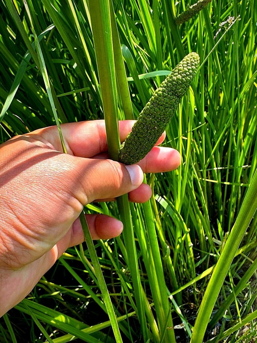 Aquatic Plants Perfect for Small Outdoor Water Features