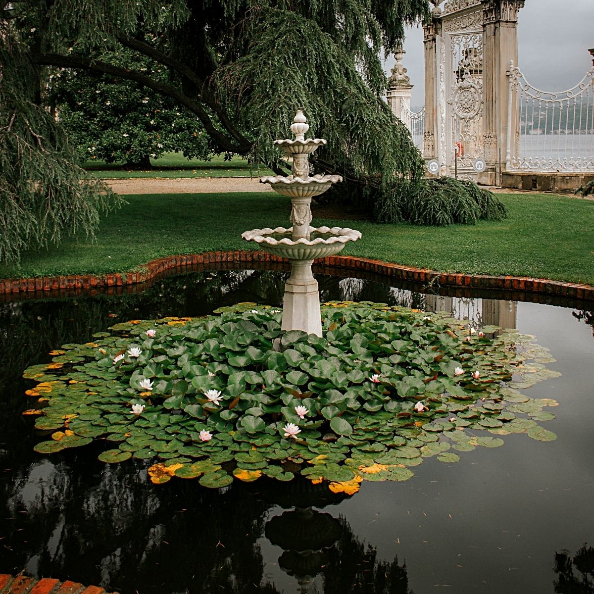 Aquatic Plants Perfect for Small Outdoor Water Features